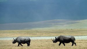 Read more about the article Ngorongoro Crater