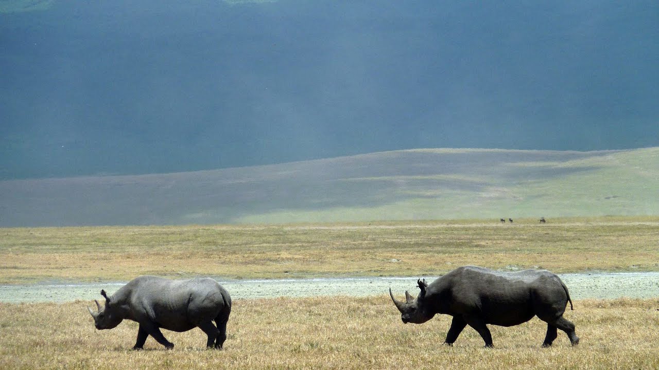 Read more about the article Ngorongoro Crater