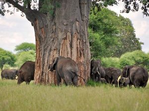 Read more about the article Tarangire National Park
