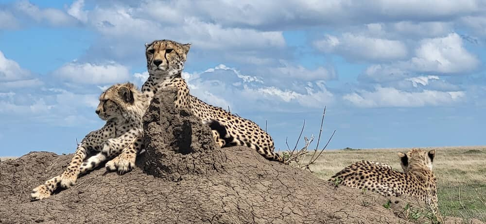 Read more about the article Serengeti National Park