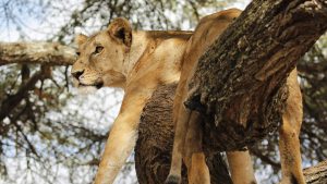 Read more about the article Lake Manyara National Park