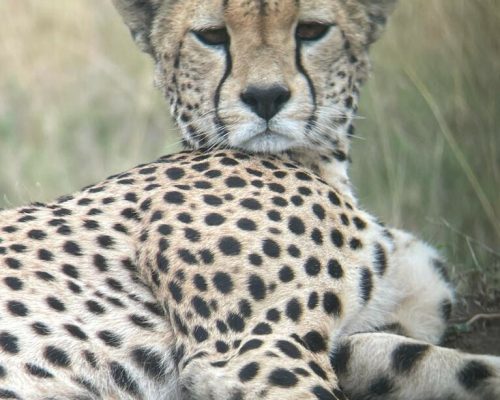 5-days-tanzania-luxury-safari