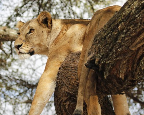 tarangire-national-park